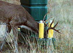 Photo: A deer feeding at a bait station pushing his head through rollers that apply a tick control. Link to photo information