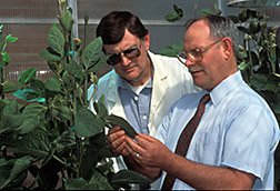 Researchers examine a soybean plant used in research to improve the methionine content of soy protein.