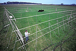 Soil scientist checks equipment for an experiment measuring methane emissions by cattle.