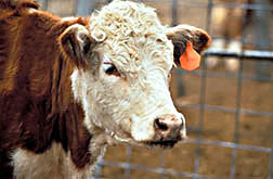 Cow with an insecticidal eartag to provide control of horn flies.