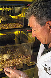 BALB/c, a special strain of lab mice being examined by parasitologist Ron Fayer.