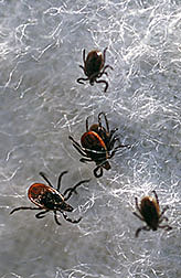 Black-legged ticks collected during a tick sweep