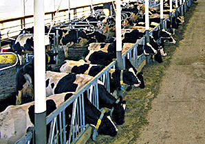 Photo: Dairy cows in a barn. Link to photo information