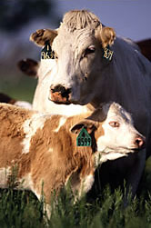 Photo: A cow and calf. Link to photo information