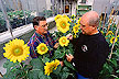 Jerry Miller (left) pollinates sunflowers.