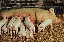 Sow nursing her litter of piglets. Link to photo information