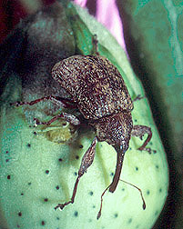 Photo: Boll weevil. Link to photo information