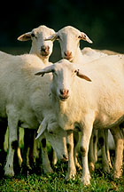 St. Croix sheep: Link to photo information