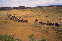 Cowboys round up cattle at Fort Keogh. Link to photo information
