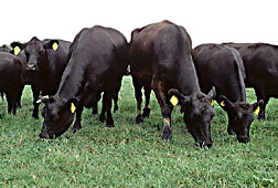 Angus cattle on pasture. Link to photo information