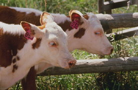 Twin Hereford cattle: Link to photo information
