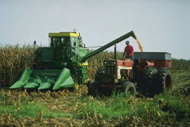 Photo: Corn being harvested. Link to photo information