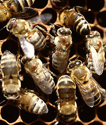 Photo: Brownish-orange bumps on the backs of these bees are Varroa jacobsoni mites. Link to photo information