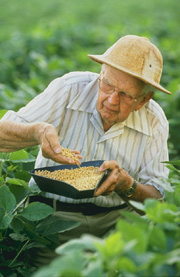 K5272-1: Agronomist Edgar E. Hartwig in a soybean field