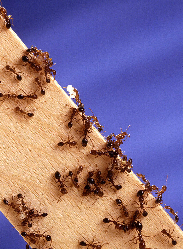 Fire ants on a piece of wood.