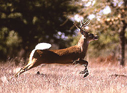 Photo: White tail deer. Link to photo information