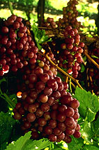 Photo: Red seedless grapes. Link to photo information