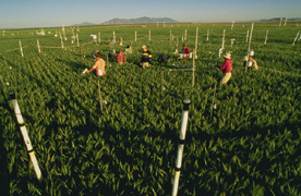Photo: In a field near Phoenix, Arizona, scientists measure the growth of wheat plants surrounded by elevated levels of atmospheric carbon dioxide. Link to photo information