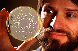 Microbiologist checks populations of Enterobacter cloacae.