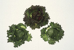 Photo: Lettuce. Link to photo information