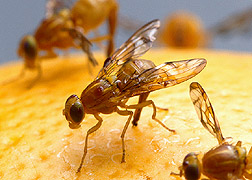 Photo: In grapefruit as well as many other fruits, one female Mexican fruit fly can deposit up to 40 eggs at a time and about 2,000 over her life span. Link to photo information