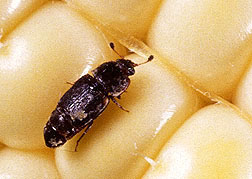 Sap beetle on corn kernel.