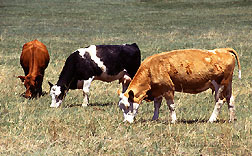 Photo: Cattle grazing. Link to photo information