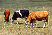 Cows graziing