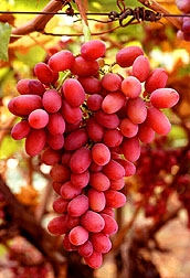 Crimson Seedless grapes.