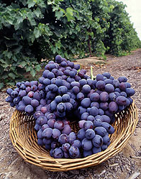 Grapes. Click the image for additional information about it.