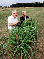 Scientists examine Eastern gamagrass.