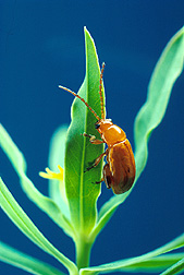 Aphthona beetle feeding on leafy spurge: Link to photo information