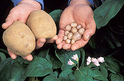 Hands holding examples of cultivated (left) and wild species of potato. Link to photo information