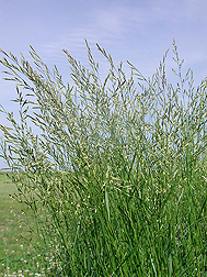 Photo: Stand of meadow fescue grass. Link to photo information