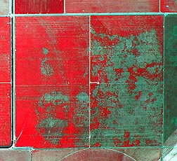 Photo: An aerial infrared image of a cotton field showing areas with cotton root rot in green. Link to photo information