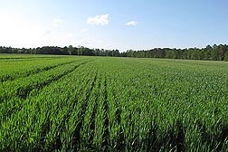 Photo: A field of USDA developed Appalachian White hard white winter wheat. Link to photo information