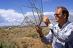 Rangeland scientist Kris Havstad examines branches of a mesquite plant. Click here for full photo caption.