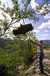 Chemist Raul Rivera attaches a pheromone-baited trap made of nursery pots to a tree.