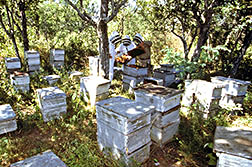 ARS researchers, assisted by a beekeeper, examine bee colonies for parasitic mites.