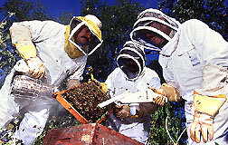Scientists using smoke and a specially modified handheld vacuum to collect Africanized honey bees.
