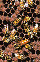 Africanized honey bee queen and drones. 