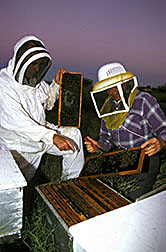Entomologist William Wilson (left) and beekeeper William Vanderput examine a colony of European honey bees.
