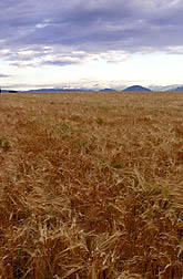 Colorado wheat field.