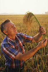 Plant geneticist Bob Dilday inspects a Japanese rice variety that is quick to mature