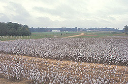 Photo: Cotton crop grown at Auburn University in the "Old Rotation" experiment. Link to photo information