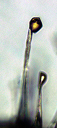 Sorghum root hair with oily droplet exuding from tip. Link to photo information