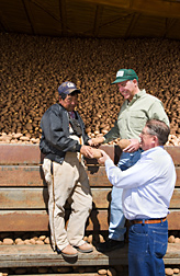 A farmer and two ARS soil scientists evaluate fresh-harvested potatoes in a farm storage bin. Link to photo information
