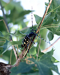 Adult Asian longhorned beetle feeding on a twig. Link to photo information
