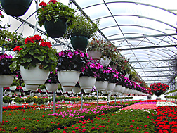 Greenhouse filled with flowering plants in hanging pots and in flats on tables. Link to photo information
