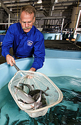 Photo: Scientist scooping trout out of a tank. Link to photo information